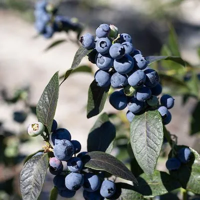 thumbnail for publication: Crop Insurance Policies Available to Blueberry Growers in Florida